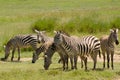 Zebras in Aberdare, Kenya Royalty Free Stock Photo