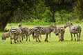 Zebras in Aberdare, Kenya Royalty Free Stock Photo