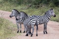 Zebras in Uganda, Africa. Three zebras on path in  Lake Mburo National Park Royalty Free Stock Photo