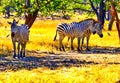 Zebras in Africa safari park