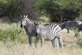 Zebras in Africa Royalty Free Stock Photo