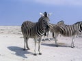 Zebras African equids horse family black and white stripes. Etosha National Park Namibia Africa Royalty Free Stock Photo