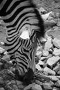 Zebras African equids Royalty Free Stock Photo