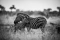 Zebras are African equines with distinctive black-and-white striped coats, plains zebra, South africa