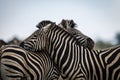 Zebras are African equines with distinctive black-and-white striped coats, plains zebra, South africa Royalty Free Stock Photo