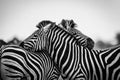 Zebras are African equines with distinctive black-and-white striped coats, plains zebra, South africa Royalty Free Stock Photo