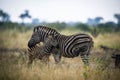 Zebras are African equines with distinctive black-and-white striped coats, plains zebra, South africa