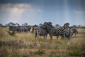 Zebras are African equines with distinctive black-and-white striped coats, plains zebra, South africa Royalty Free Stock Photo