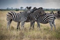 Zebras are African equines with distinctive black-and-white striped coats, plains zebra, South africa Royalty Free Stock Photo