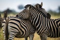 Zebras are African equines with distinctive black-and-white striped coats, plains zebra, South africa Royalty Free Stock Photo