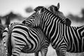 Zebras are African equines with distinctive black-and-white striped coats, plains zebra, South africa Royalty Free Stock Photo