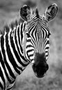 Zebras on african savannah