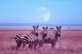 Zebras in the African savannah. Night lunar African landscape. Wil nature of Africa.