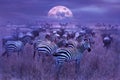 Zebras in the African savannah. Night lunar African landscape. Wildlife of Africa