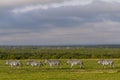 Zebras all lined up in Ol Pejeta, Sweetwaters, Kenya, Africa Royalty Free Stock Photo