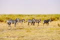 Zebras, Amboseli Royalty Free Stock Photo