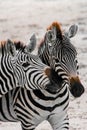 2 zebras at Amboseli National Park Africa Kenya during safari Royalty Free Stock Photo