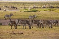 Zebras in Amboseli Park, Kenya