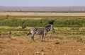 Zebras in Amboseli Park, Kenya