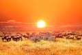 Zebras and antelopes in africa national park. Sunset.