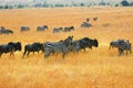 Zebras and antelopes wildebeest in the savannah Royalty Free Stock Photo