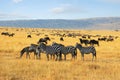 Zebras and antelopes wildebeest in the savannah Royalty Free Stock Photo