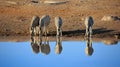 Drinking zebras in the Etosha National Park in Namibia