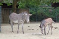 Zebras at the Berlin zoo Royalty Free Stock Photo