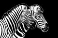 Zebras on black background isolated close up side view, two zebra head portrait in profile, black and white art photography Royalty Free Stock Photo