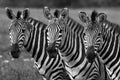 Zebras black and white Royalty Free Stock Photo