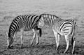 Zebras in in black and white