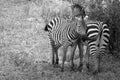 Zebras Black and White Cuddling.