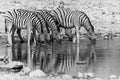 Zebras drinking water Royalty Free Stock Photo