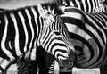 Zebras, in Black and White