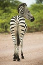 Zebra from behind Royalty Free Stock Photo