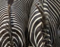 Zebras at Brevard Zoo in Viera Florida Royalty Free Stock Photo