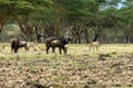 Zebras, buffaloes and wildebeest are grassing together in lake naivasha/nakuru area in kenya/africa