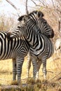 Zebras in the bush.