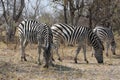 Zebras in the bush.