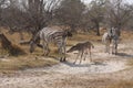 Zebras in the bush. Royalty Free Stock Photo