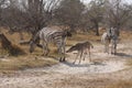 Zebras in the bush.