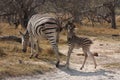 Zebras in the bush. Royalty Free Stock Photo