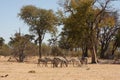 Zebras in the bush. Royalty Free Stock Photo