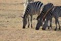 Zebras grazing on the savanna