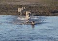 Zebras at Chobe River