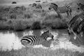 Zebras Cooling Down and Drinking in a Pond in African Savanna Royalty Free Stock Photo