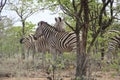 Zebras cuddling in the bush, Kruger National Park, South Africa