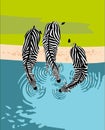 Zebras drink water, top view