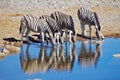 Zebras drinking