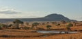 Zebras drinking at pool Tsavo West NP Kenya Africa